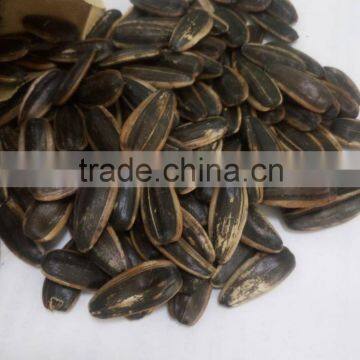 Chinese Caramel Flavor Suger Roasted Sunflower Seed photo-2
