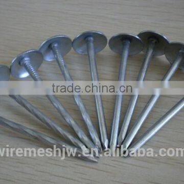 Stainless Steel Ring Shank Nails/Umbrella Nail