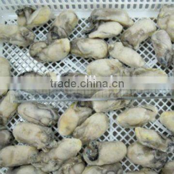 frozen oyster meat wholesale