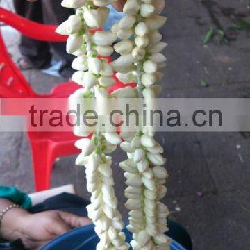 Fresh Jasmine Flower Exporter for / Importers in Malaysia / Singapore / Dubai / Canada / USA/ Uk / France / Germany photo-3