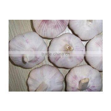 Fresh China Garlic photo-5