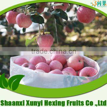 High quality, fresh, Chinese red Fuji Apple fruit