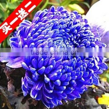 Top Quality Flower Chrysanthemum Seeds Flos Chrysanthemi Seeds For Growing