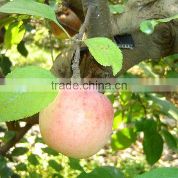 2016 new crop apple