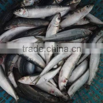 Fresh Sardine for Bait on Sale photo-3