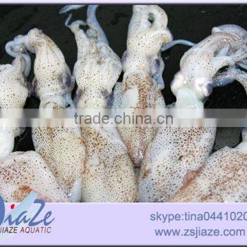Frozen Food Baby Squid photo-3