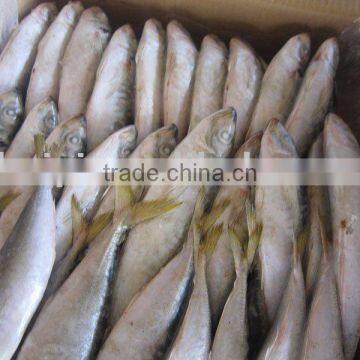 frozen horse mackerel (200-300g)