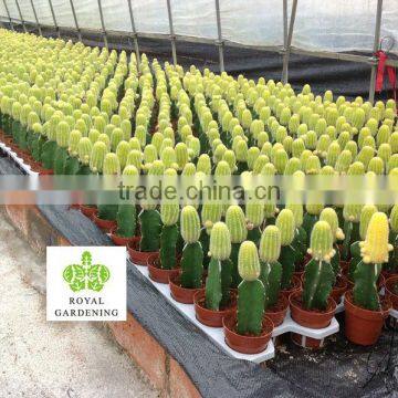 Cacti nursery indoor plant