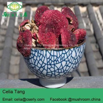 Manufacture Cancer Cure Herbs Red Mushroom photo-5