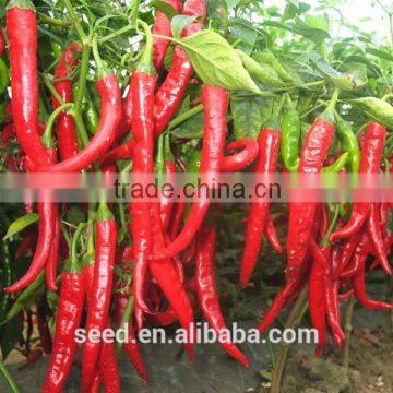 F1 hybrid hot pepper seeds SXP No.11