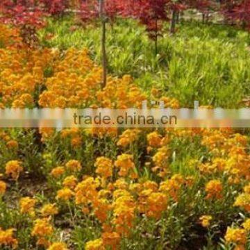 Common Wallflower ,Cheiranthus Cheiri Linn.flower Seed,herb Seed,vegetalbe Seed,fruit Seed,grass Seed photo-4