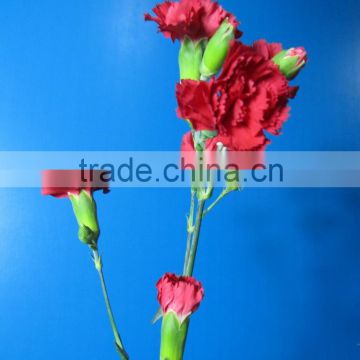 Reasonable price top sell factory flower carnation