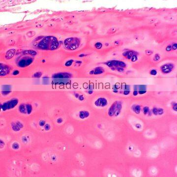 Tulang Rawan Hyalin Mikroslide,Indonesia Prepared Slides photo-4