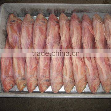 Poissons congeles de tilapia rouge