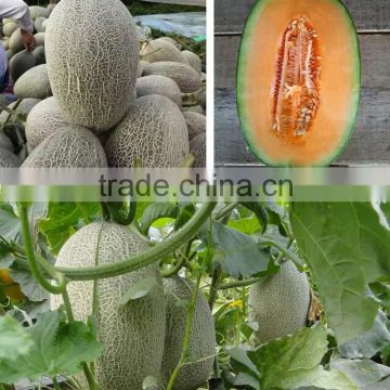 Hybrid muskmelon seeds hami Cantaloup melon for sale No.3