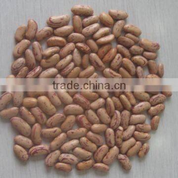 Light Speckled Kidney Bean