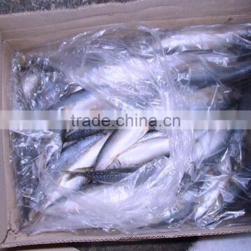 Seafrozen Pacific Mackerel Scomber Japonicus photo-2