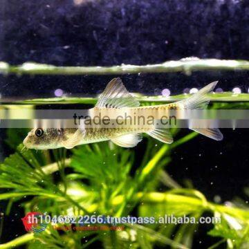 Garra Rufa / Doctor Fish for Sale and Export From Thailand photo-5