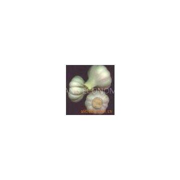 Supply garlic