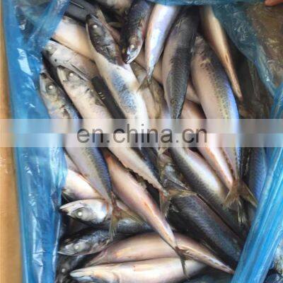 Frozen Pacific Mackerel Fish Scomber Japonicus