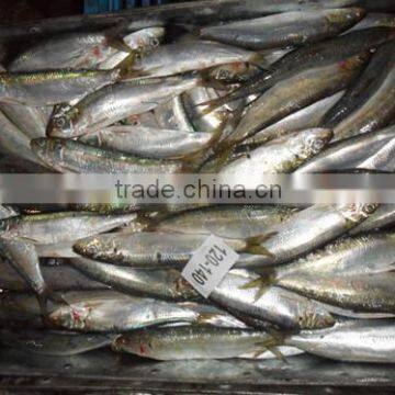 Good quality frozen sardine seafood fish 120-140g