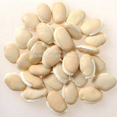 White Hyacinth Bean extract 5:1, Semen Dolichoris Album extract, White kidney bean Extract, Yongyuan Bio