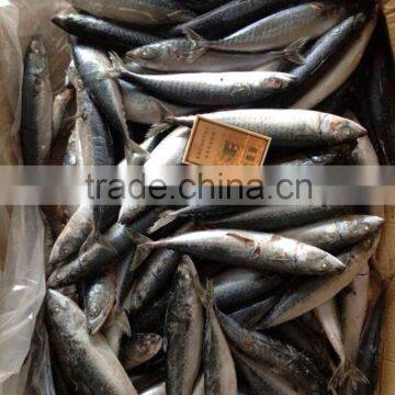 Frozen Pacific Mackerel Japanese Mackerel Fish WR