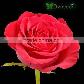 Top Secret Rose