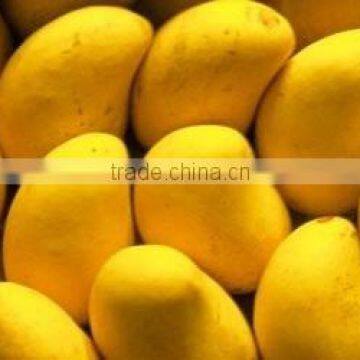 Fresh Pakiatani Mango photo-2