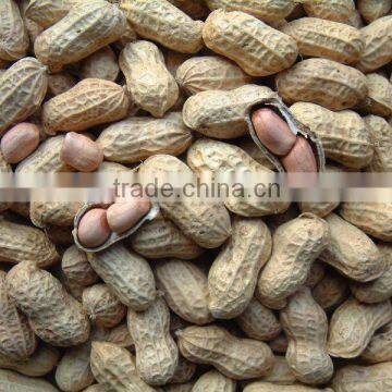 2014 Crop Chinese Washed Peanut in Shell photo-4