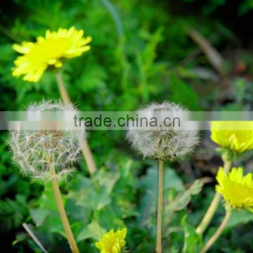 Dandelion Root Extract