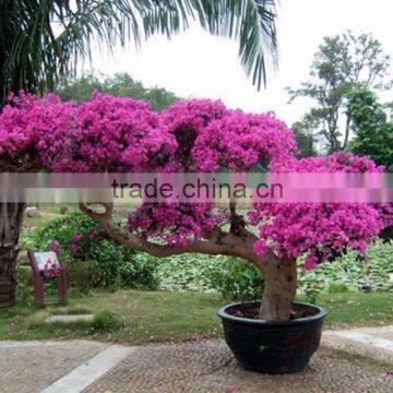 Bougainvillea for Park landscape