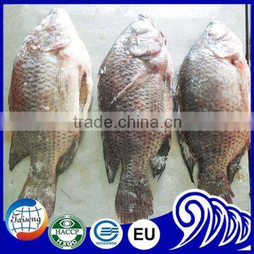 Tilapia product of China