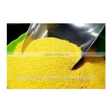 Glutinous Millet photo-2
