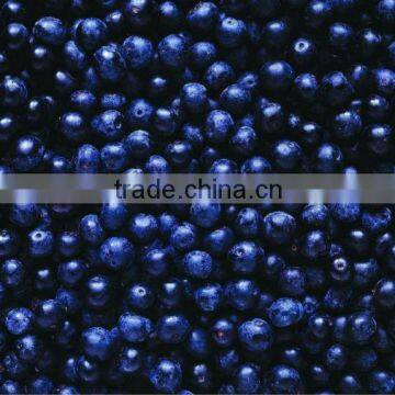 IQF cultivated blueberry