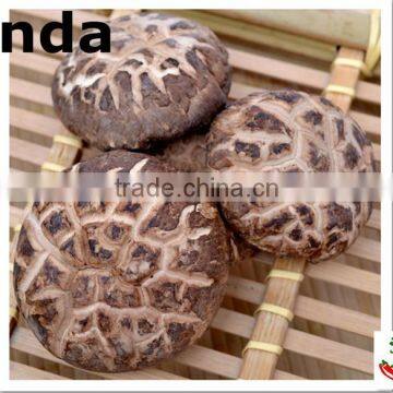 2015 new crop shiitake mushroom ,Top quality Tea flower mushroom