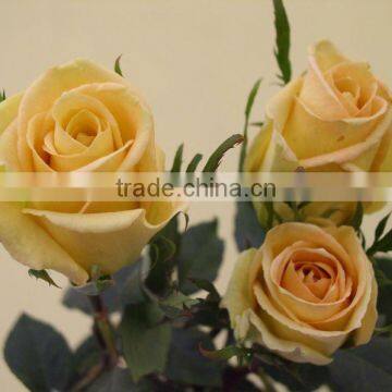Wholesale Fresh Cut Flower Rose Plants of Various Colors photo-2