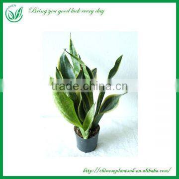 Ornamental Plants Sansevieria Sale