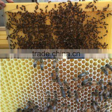 2016 new design honey plastic flowing bee frame for langstroth beehive/Chinese supplier