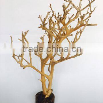 Natural Unique Branches + Rasin Base Decorative Aquarium Ornament