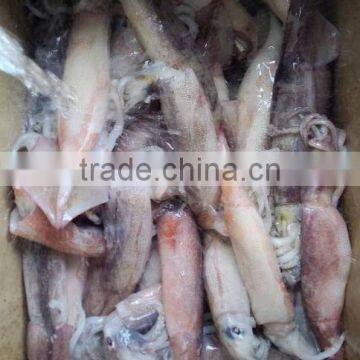 Frozen Whole Round Squid Todarodes Pacificus photo-3