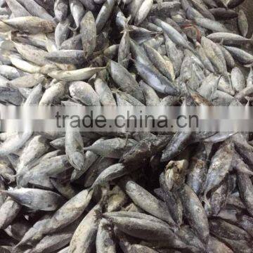 300-500g Seafrozen Bonito Fish Auxis Thazard photo-2
