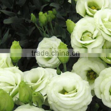 High Quality Different Colors Lisianthus Flower Party Supplies Wholesale China Fresh Cut Flower Exporters