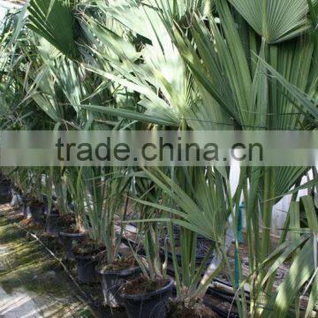 Sabal Causarium " Puerto Rican Hat Palm" 250/300 Plant Size photo-3