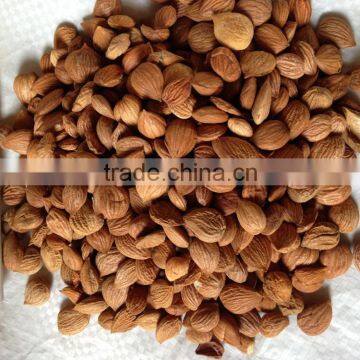 Apricot Kernel
