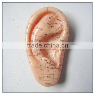 7cm 13cm 22cm Ear Acupuncture model