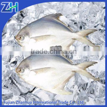 frozen white pomfret fresh fish