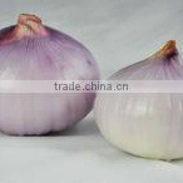 Peeled Fresh Indian Onions Red Onion