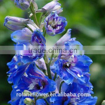 high quality fresh cut blue delphinium flowers with long stem