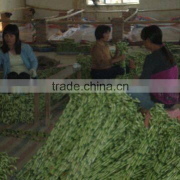 Spiral Lucky Bamboo 25cm-100cm DRACAENA SANDERIANA Air Bonsai Tree Indoor Aquatic Feng Shui Plants Nursery Garden Decoration photo-4